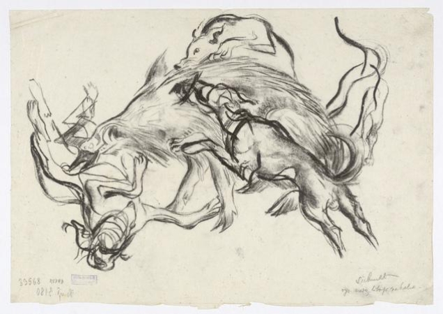 Dzik opadnięty przez psy